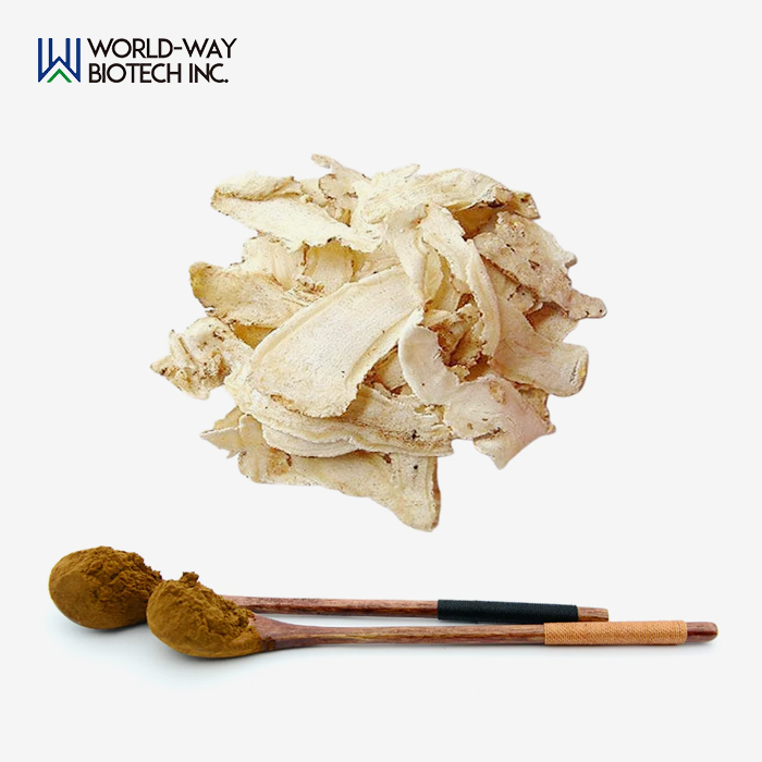 Angelica Extract Powder Angelica Extract Powder